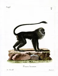 Tamarin lion doré