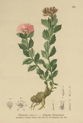 Rhodiola rosea