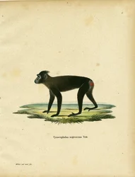Macaque de Gorontalo