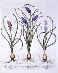 Muscari, de Hortus Eystettensis, par Basil Besler, pub. 1613