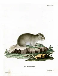 Hamster nain gris