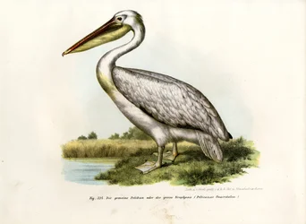 Grand pélican blanc, 1864