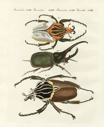Grands et rares coléoptères étrangers