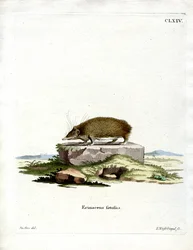 Grand hérisson tenrec