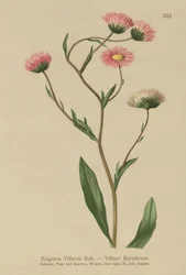 Vergerette grecque (Erigeron villarsii, Erigeron atticus)