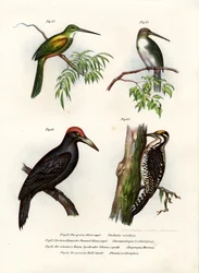 Jacamar à queue verte, 1864