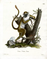 Singe vert