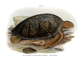 Tortue verte