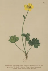 Renoncule de Grenier