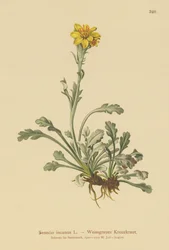 Séneçon gris