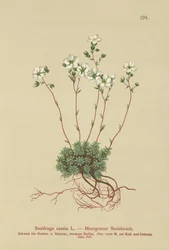Saxifrage grise (Saxifraga caesia)