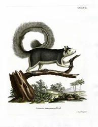 Écureuil géant grisonnant