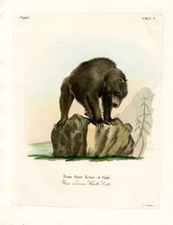 Ours grizzli