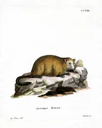 Marmotte