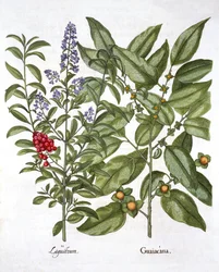 Guaiacum et Chinese Privet, de Hortus Eystettensis, par Basil Besler, pub. 1613