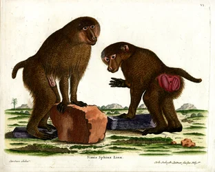 Babouin de Guinée