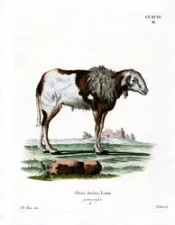 Mouton de Guinée