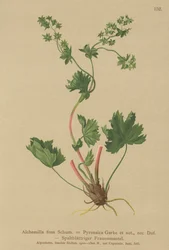 Alchémille glabre (Alchemilla fissa)