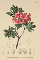 Rhododendron hirsute (Rhododendron hirsutum)