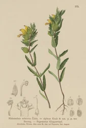Rhinanthe aristé