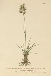 Fétuque de Haller