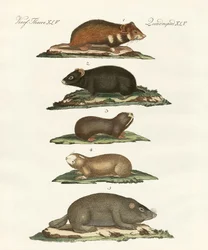 Hamsters et campagnols