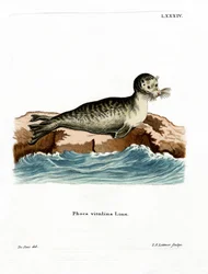 Phoque commun