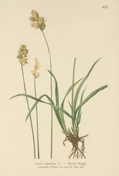 Laîche lièvre