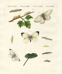 Papillons nuisibles