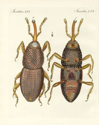 Insectes nuisibles