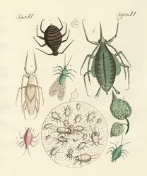 Insectes nuisibles