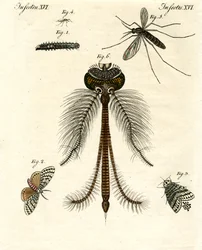Insectes nuisibles