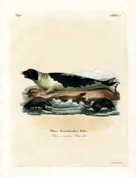 Phoque du Groenland