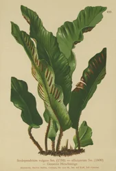 Fougère langue de cerf