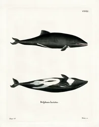 Dauphin de Heaviside