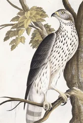 Faucon, 1750-1800
