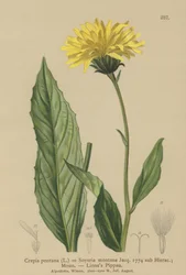 Crépide des montagnes