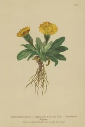 Crépide
