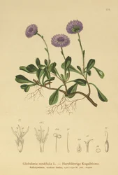 Globulaire à feuilles cordées (Globularia cordifolia)