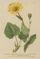 Doronic à feuilles cordées (Doronicum cordatum, Doronicum cordifolium, Aronicum cordatum)