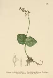 Listère à feuilles cordées (Listera cordata, Listera cordifolia, Neottia cordata)