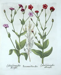 Bruyère et deux types de lychnis, de Hortus Eystettensis, par Basil Besler (1561-1629), pub. 1613