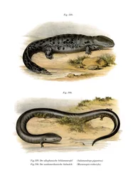 Cryptobranchus