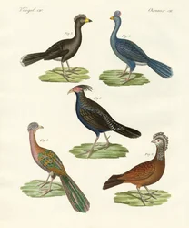 Oiseaux semblables à des poules des pays chauds