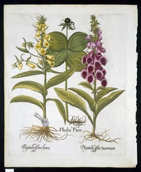 Herbe Paris (Solanum quadrifolium), Digitale pourpre (Digitalis purpurea) Grande digitale jaune de Hortus Eystettensis par Basil Besler (1561-1629) publié en 1613