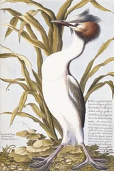 Héron, 1750-1800