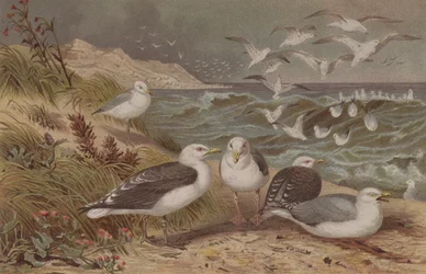Goéland argenté et Goéland marin, planche de Brehms Tierleben: Allgemeine Kunde des Tierreichs, vol.6, p.108, publié par Bibliographisches Institut, 1892