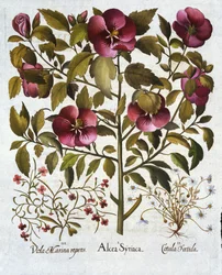 Hibiscus syriacus, camomille puante, de Hortus Eystettensis, par Basil Besler, pub. 1613