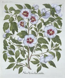 Hibiscus syriacus, de Hortus Eystettensis, par Basil Besler (1561-1629), pub. 1613
