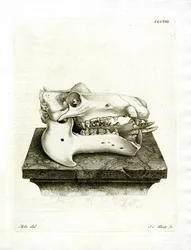 Crâne d